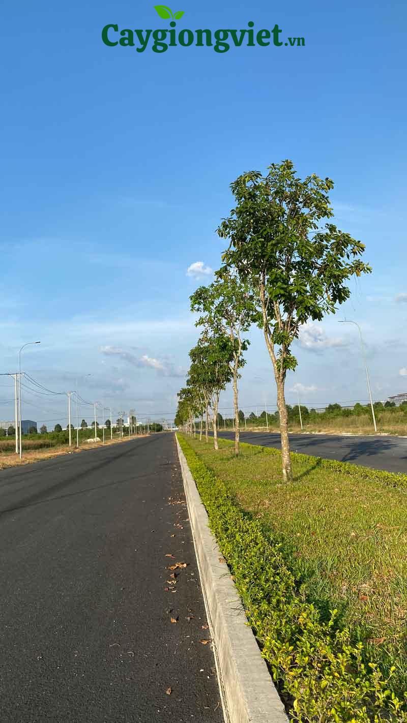 Cây lộc vừng công trình cây lộc vừng công trình