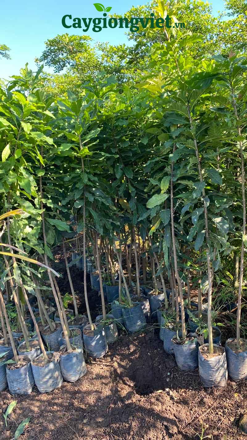 Cây Lộc Vừng cây lộc vừng