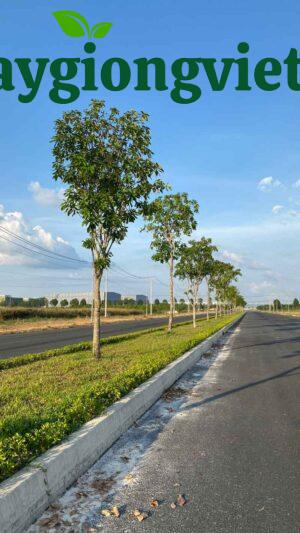 Cây lộc vừng công trình cây lộc vừng công trình