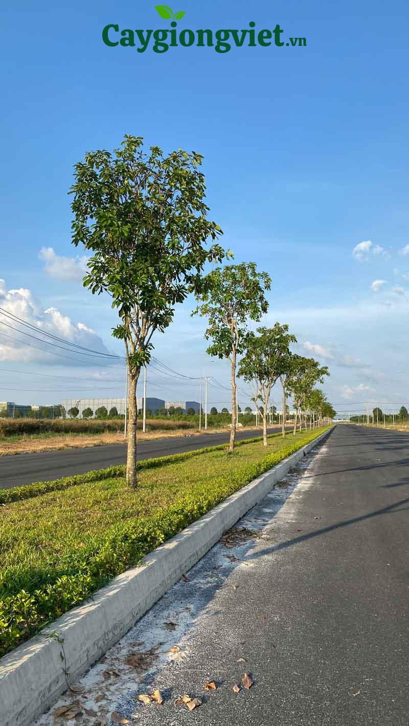 Cây lộc vừng công trình cây lộc vừng công trình