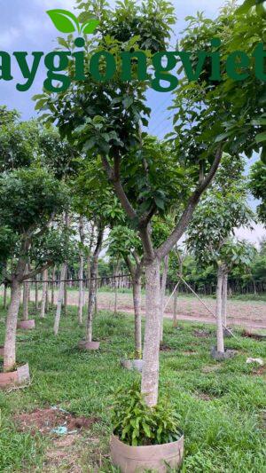 Cây lộc vừng công trình cây lộc vừng công trình
