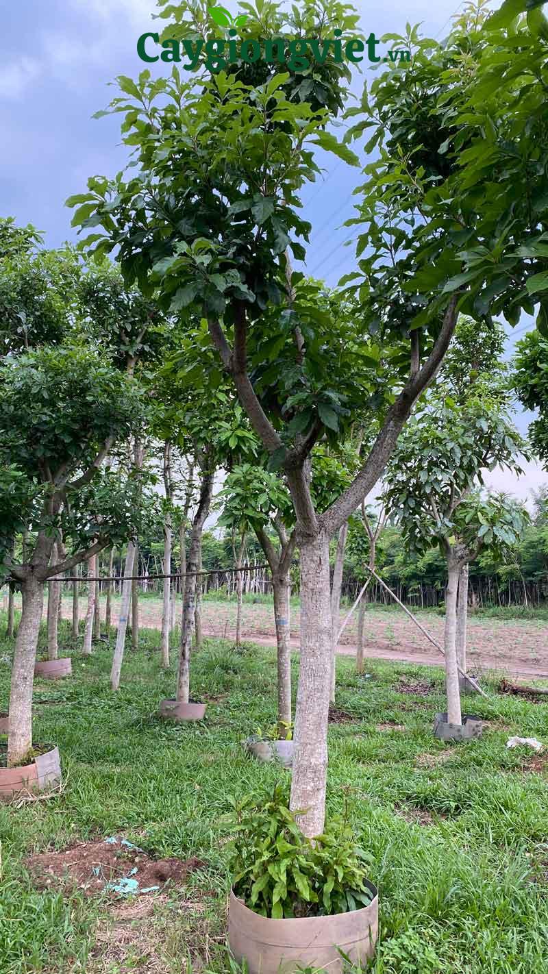Cây lộc vừng công trình cây lộc vừng công trình