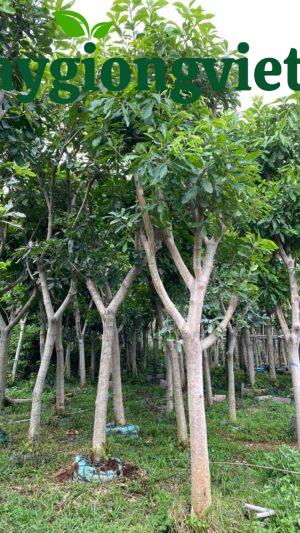cây lộc vừng công trình