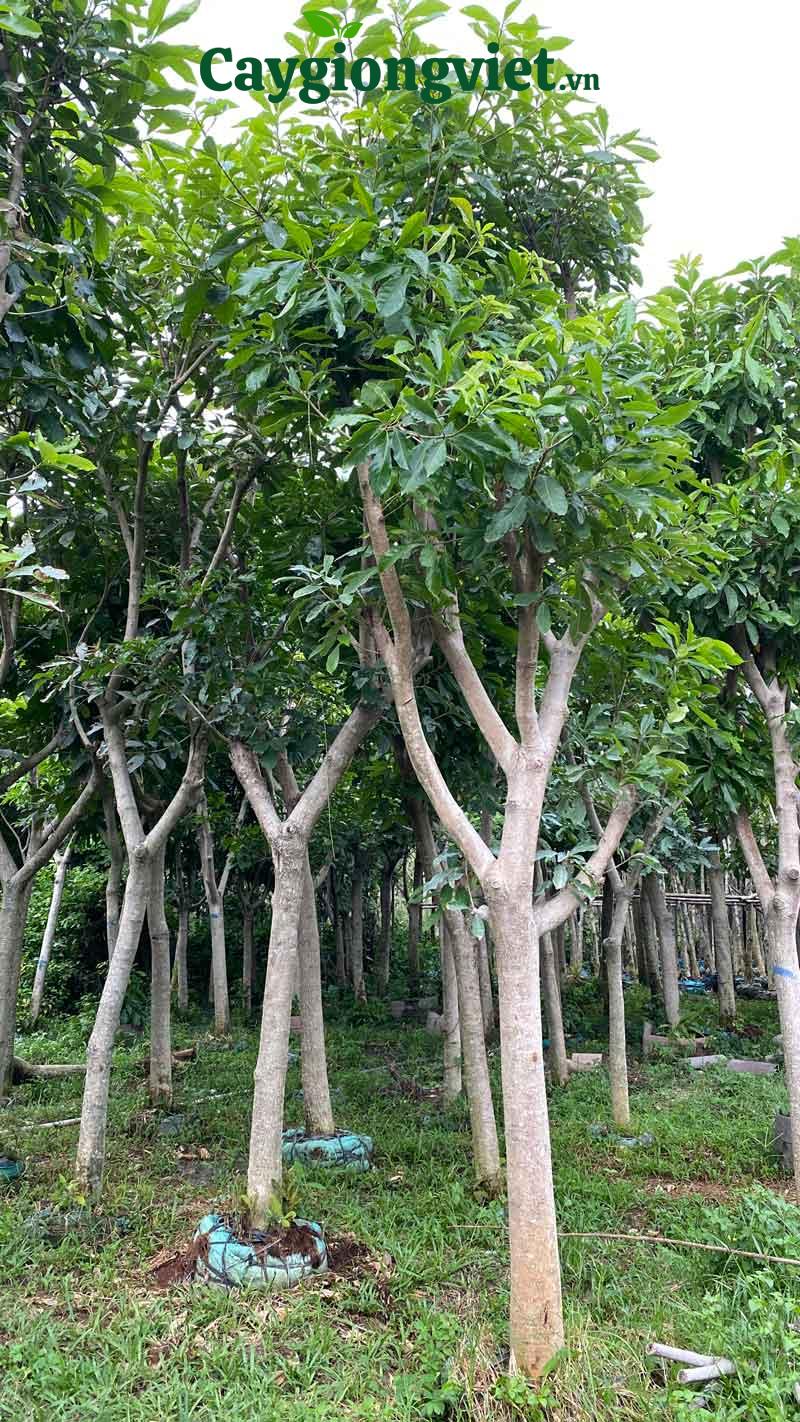 Cây lộc vừng công trình cây lộc vừng công trình
