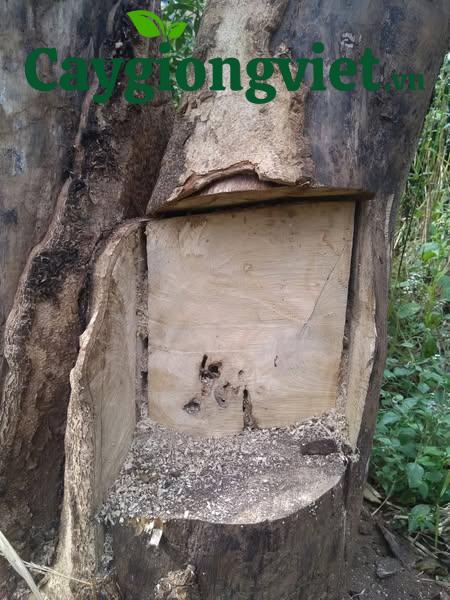 gỗ cây lõi thọ