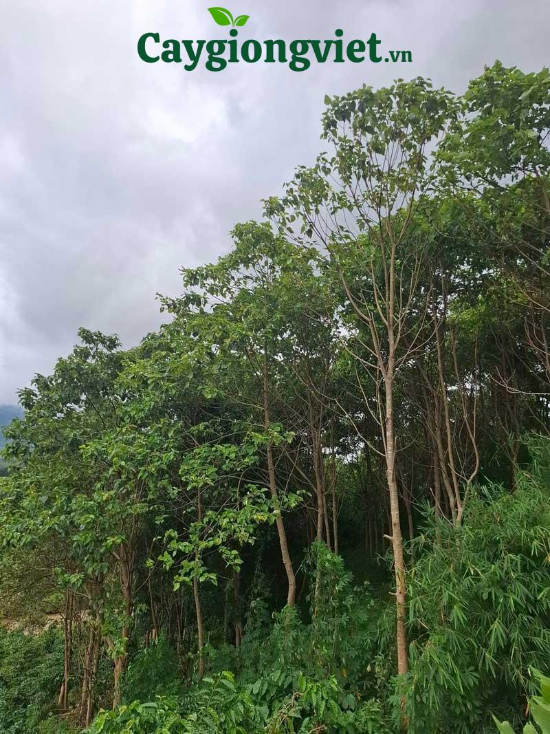 cây lõi thọ