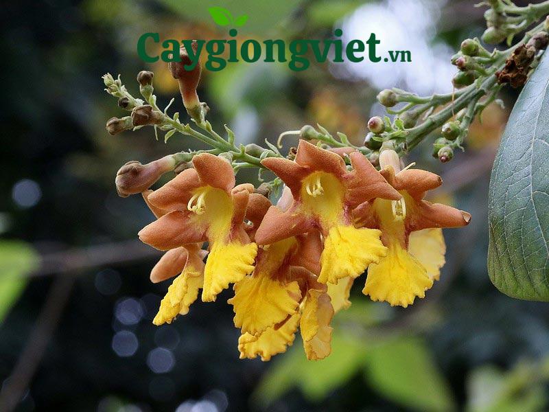 cây lõi thọ