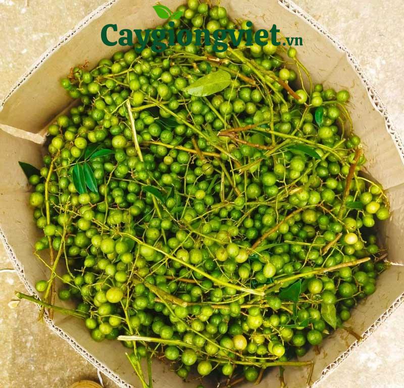 Cây mắc mật