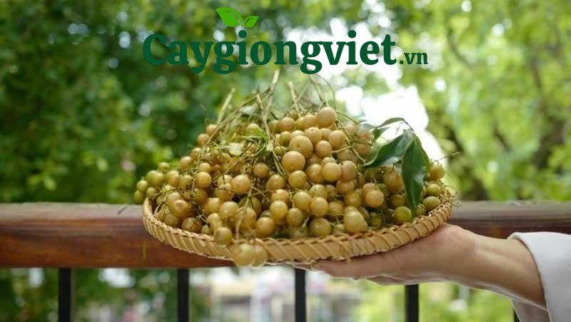 cây mắc mật