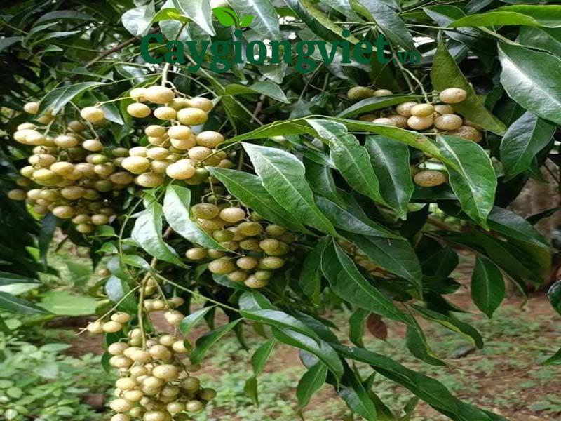 Cây mắc mật