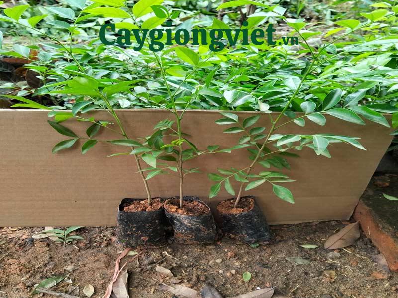 Cây mắc mật