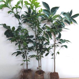 Cây giống mắc mật