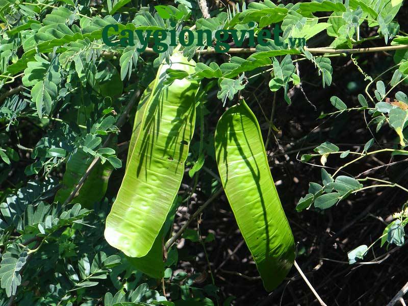 Cây me tây công trình (còng) Quả cây me tây có kích thước dài, giống như quả phượng