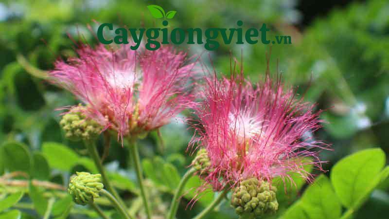 cây me tây