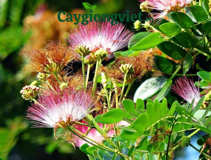 Cây me tây công trình (còng) Hoa của cây me tây