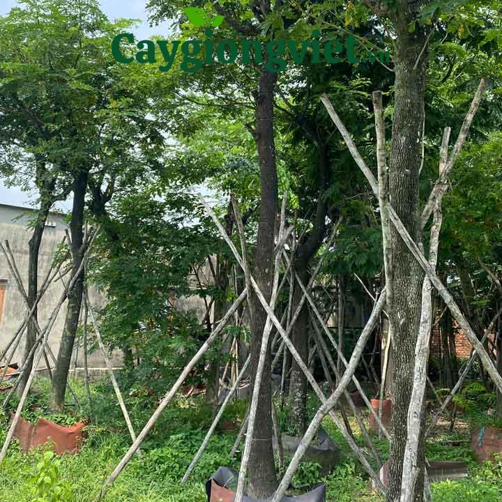 Cây me tây công trình (còng) cây me tây