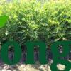 Cách tính mật độ cây trồng