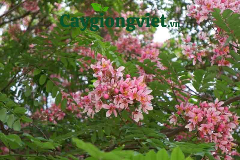 Cây Muồng Hoa Đào Cây Muồng Hoa Đào