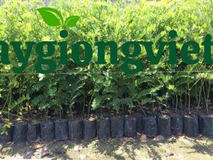 cây muồng hoa đào