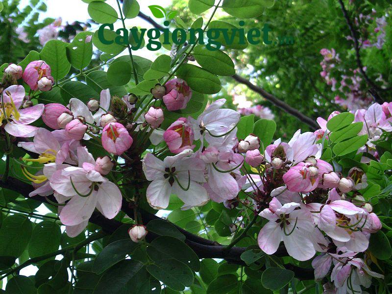 Cây Muồng Hoa Đào cay muon hoa dao 7