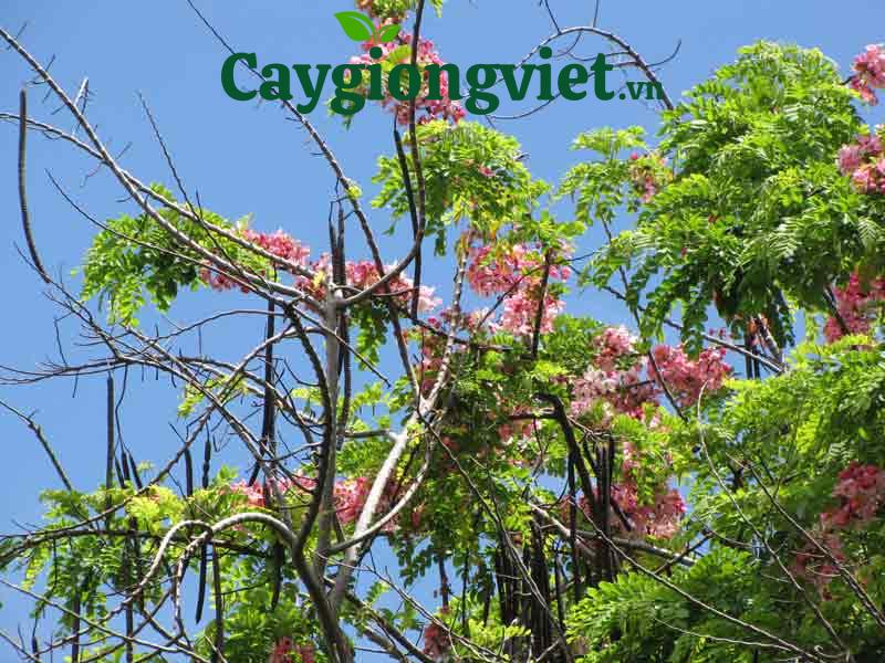 Cây Muồng Hoa Đào cây muồng hoa đào