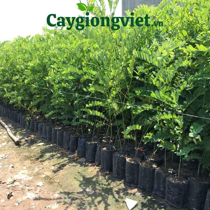 Cây Muồng Hoa Đào Cây muồng hoa vàng