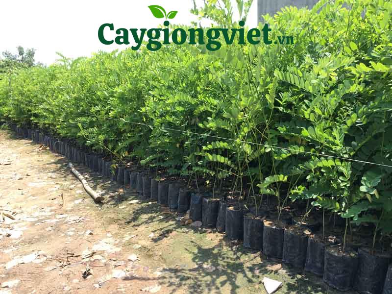 Cây Muồng Hoa Đào Cây muồng hoa vàng