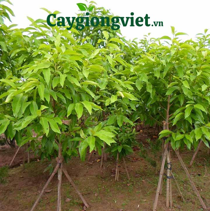 Cây Ngọc Lan Cây hoa ngọc lan