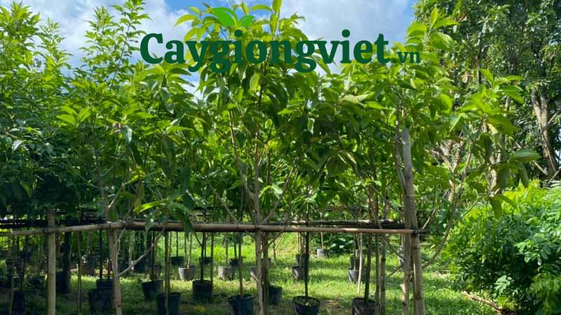 Vườn cây Ngọc Lan giống