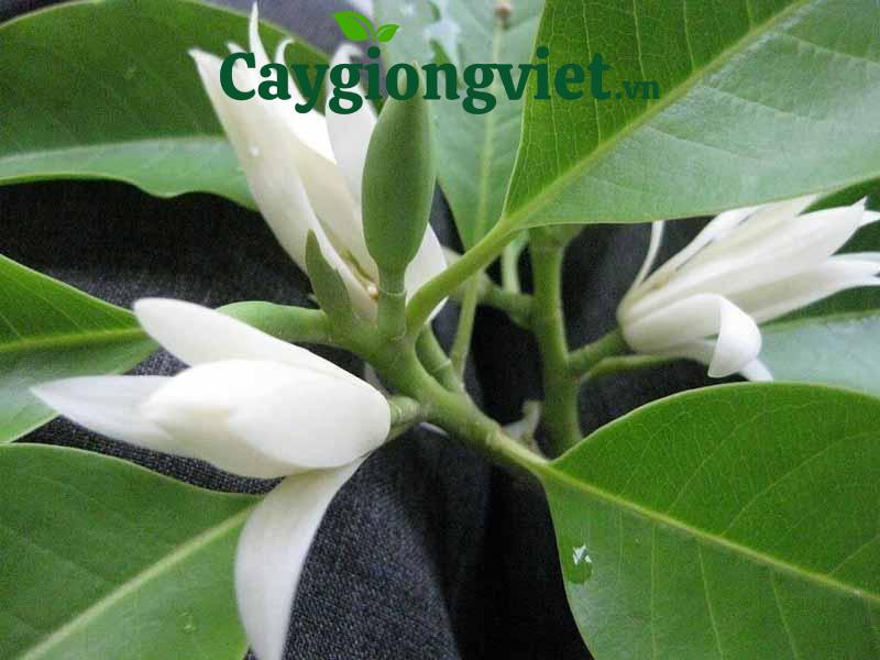  cây Ngọc Lan giống