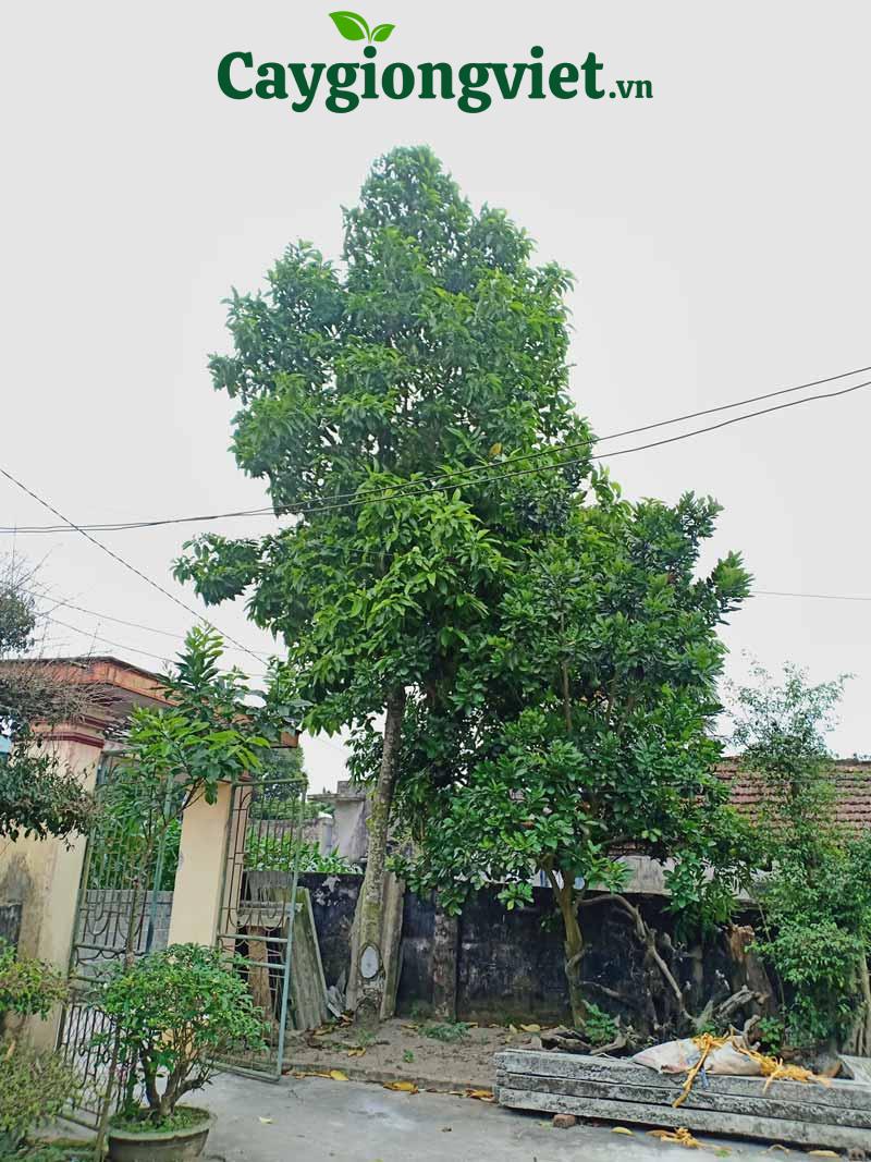 Giống cây hoa ngọc lan cho hoa đẹp