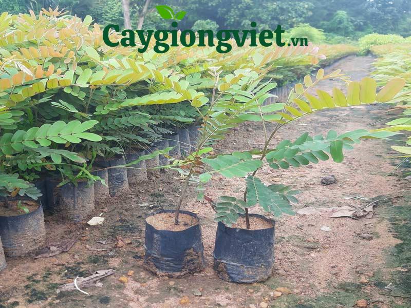 Cây ô môi giống