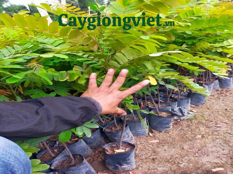 Giống cây ô môi