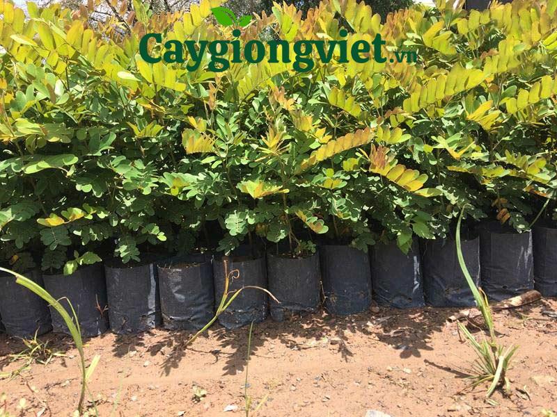 Cây ô môi giống