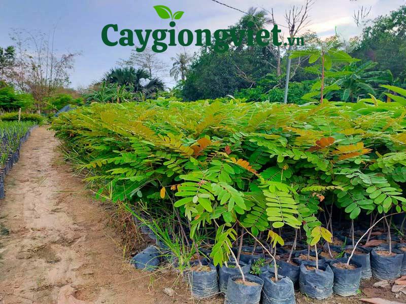 Vườm ươm cây giống ô môi