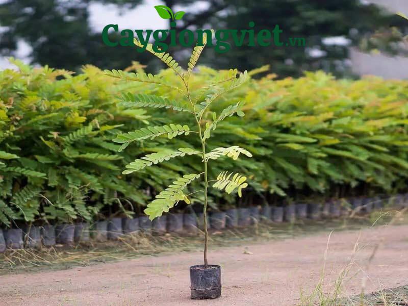 Cây ô môi trên bầu đất giống