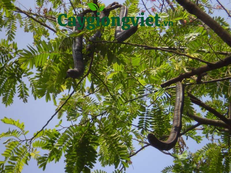 Quả của cây ô môi khi chín có màu đen, vỏ cứng