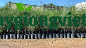 Phương pháp nhân giống cây trồng