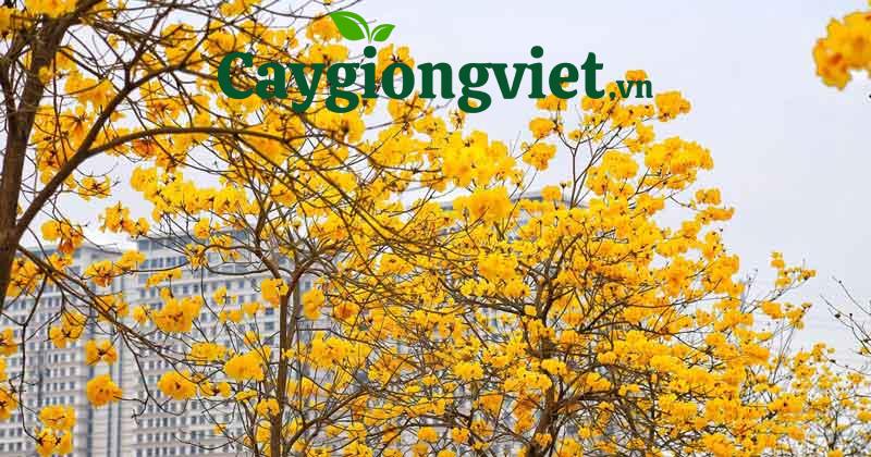 cây phong linh vàng