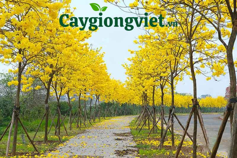 cây phong linh vàng