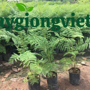 Cây phượng tím