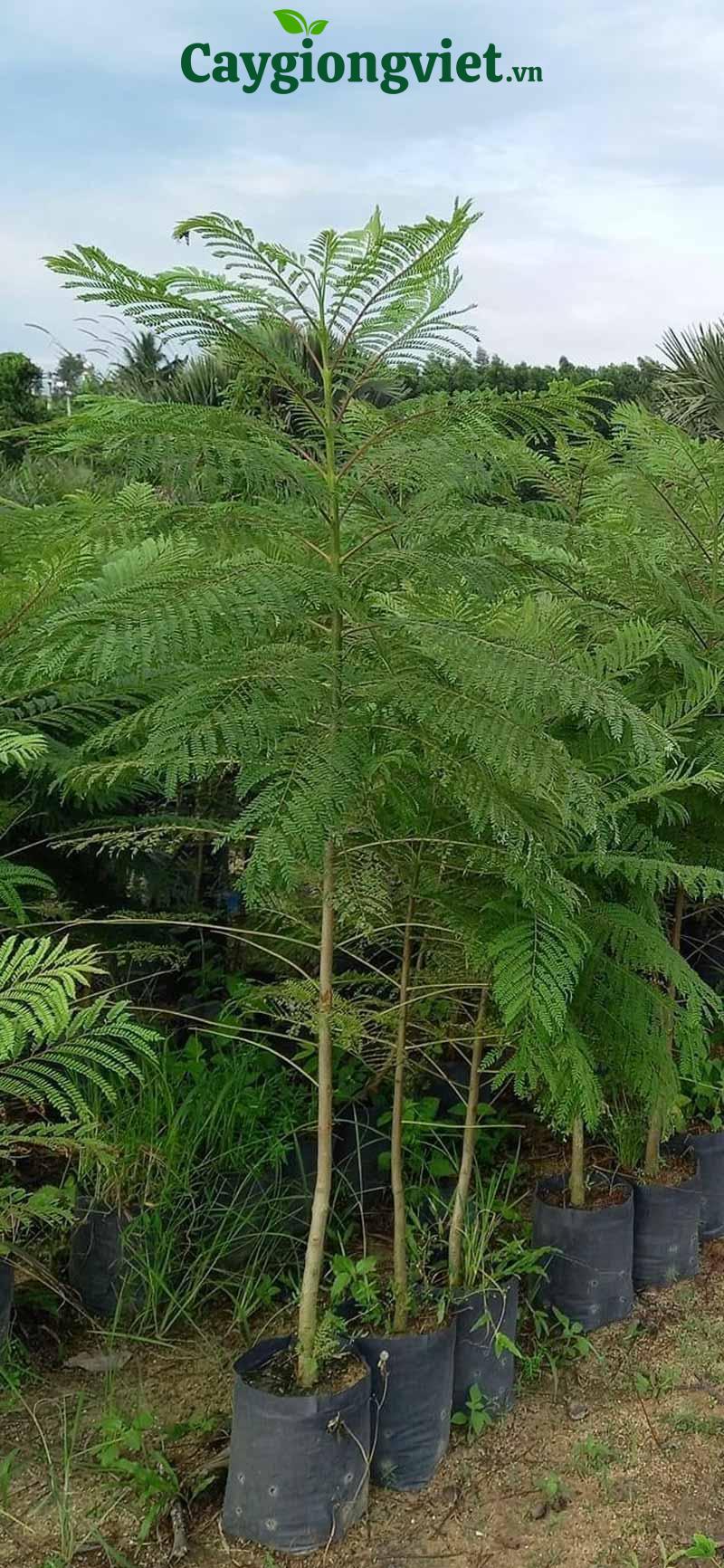 cây phượng tím
