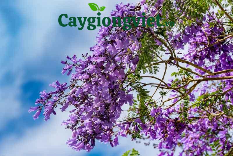 cây phượng tím