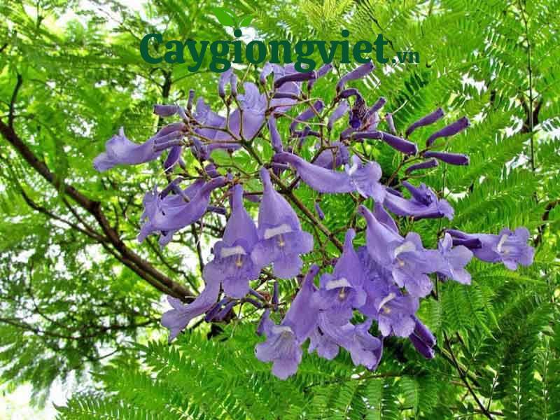 cây phượng tím