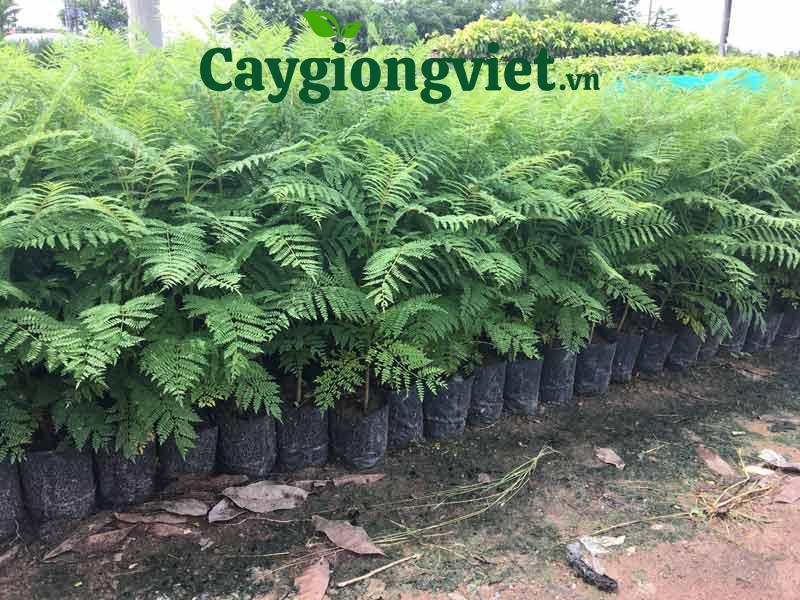 Cây Phượng Tím cay phuong tim 5 1