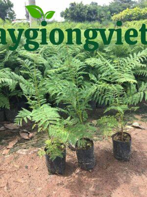 Cây phượng tím giống