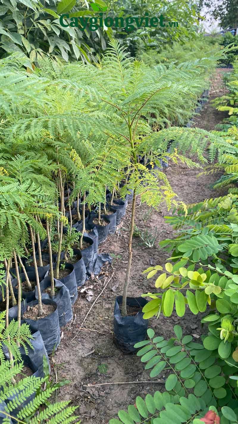 Cây Phượng Tím Cây phượng tím giống