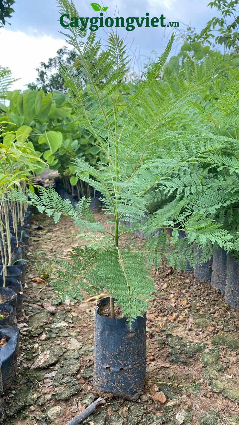 Cây Phượng Tím Cây phượng tím giống