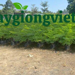 cây phượng vĩ