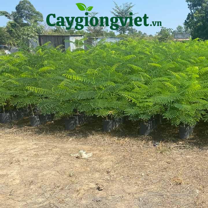 Cây Phượng Vĩ (phượng đỏ) cây phượng vĩ